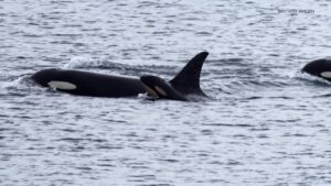 manada de orcas