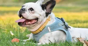 perros braquicefaleos