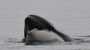 orca