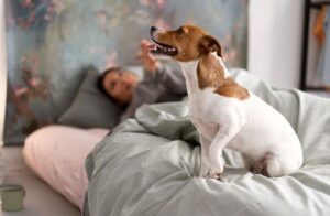 Estudios demostraron que los perros pueden vivir más si duermen con sus dueños.