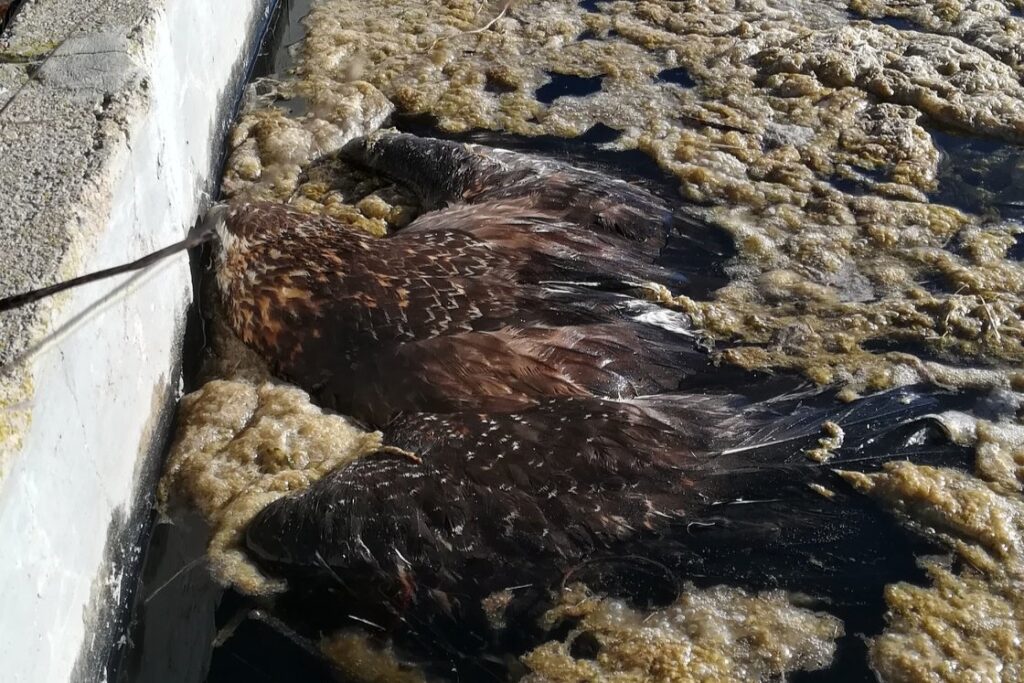 Rampas para aves en San Luis.