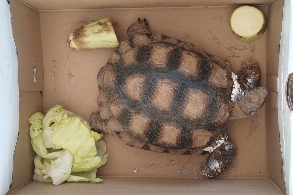 La tortuga, entre los ejemplares que se reinsertarán.
