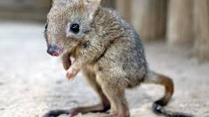 O bettong de cauda longa está novamente à beira da extinção. Foto: Bioguia.