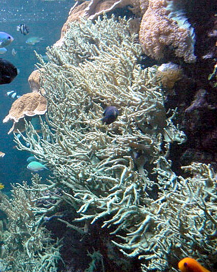 La importancia de los corales blandos. Foto: Wikipedia.