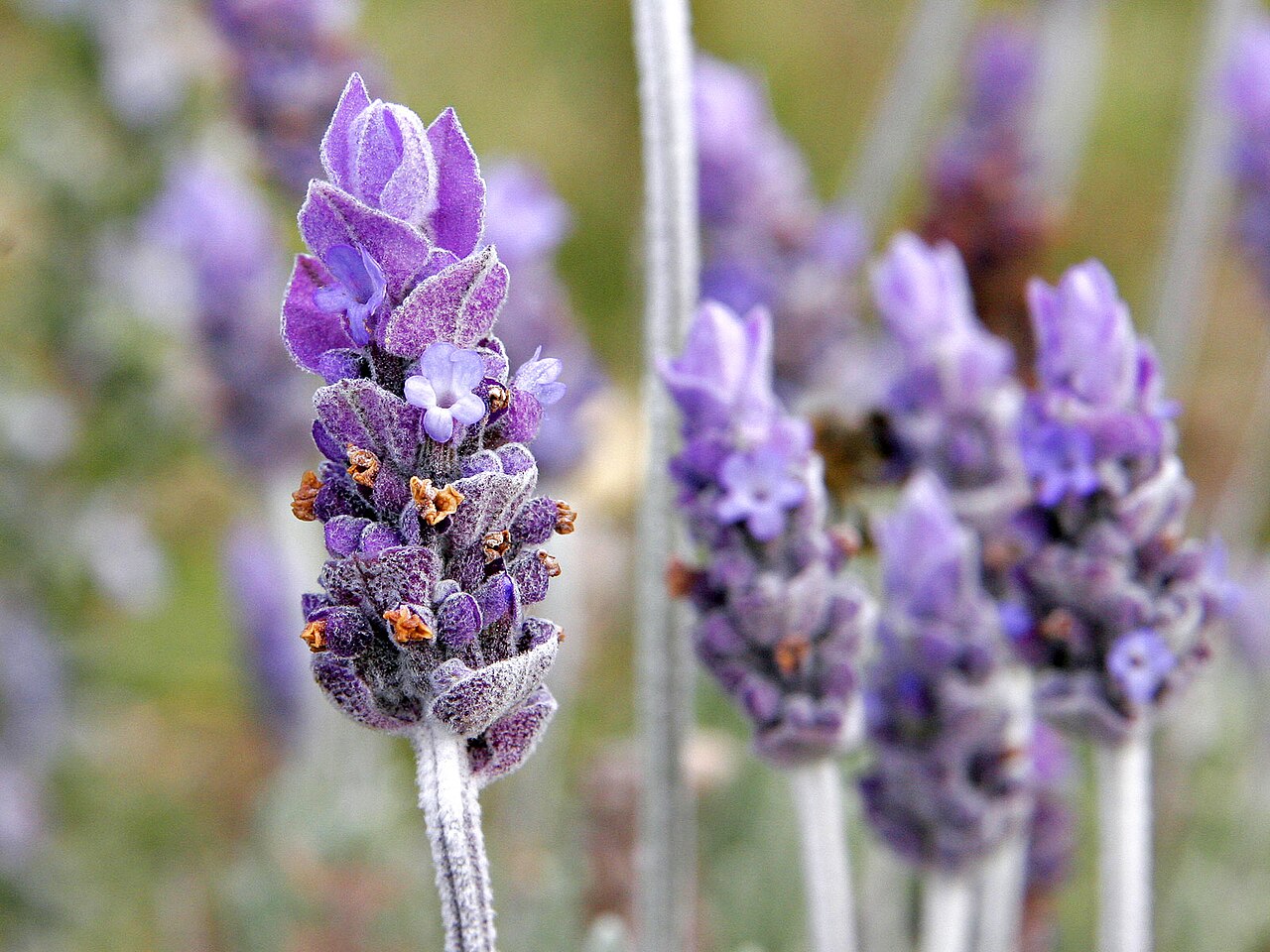 Lavanda. Foto: Wikipedia.