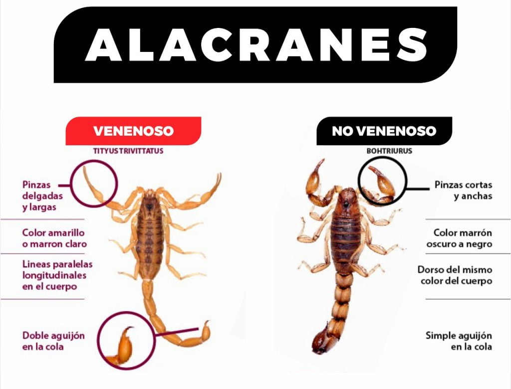 picaduras de alacranes