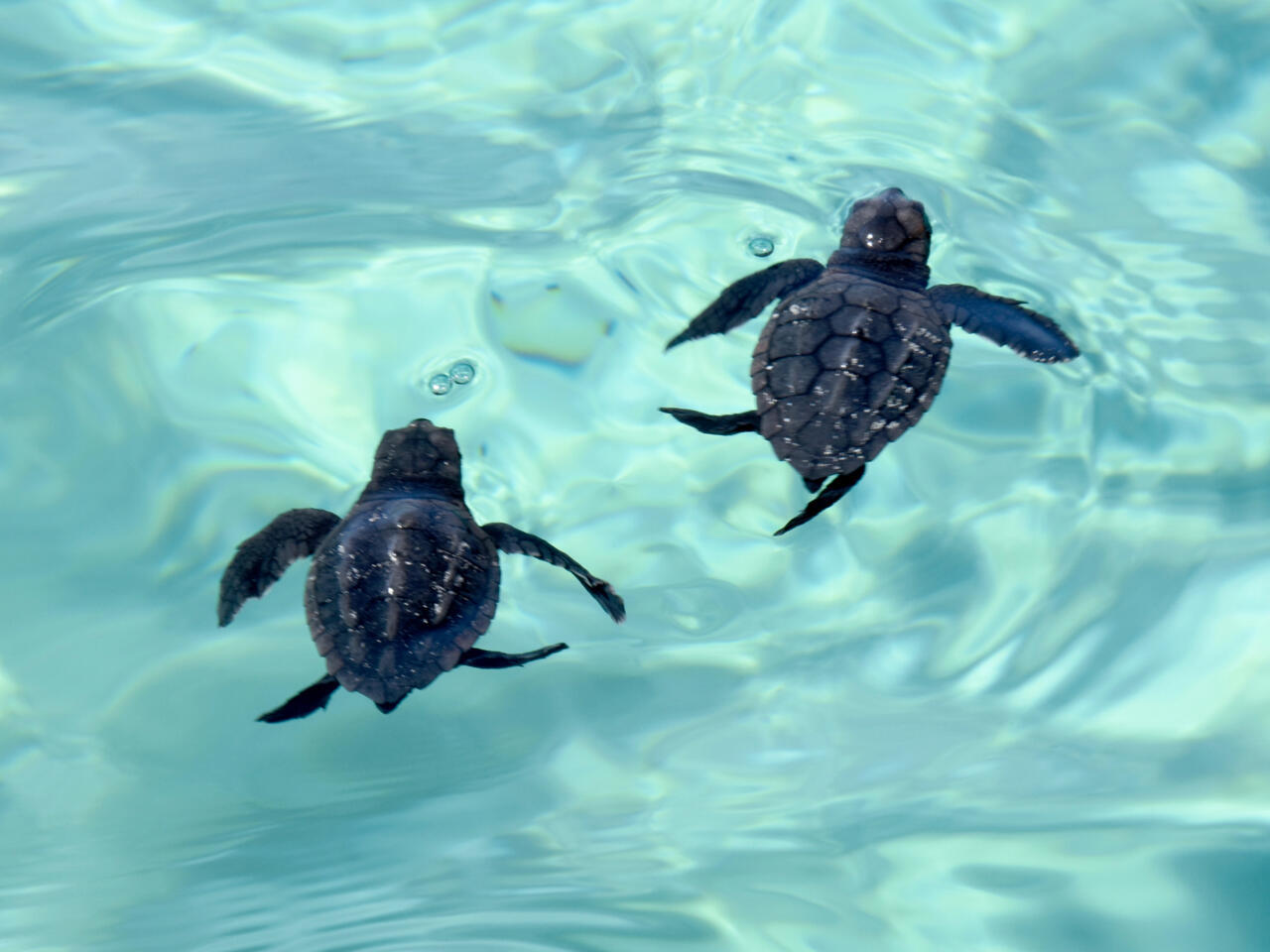 tortuga boba
