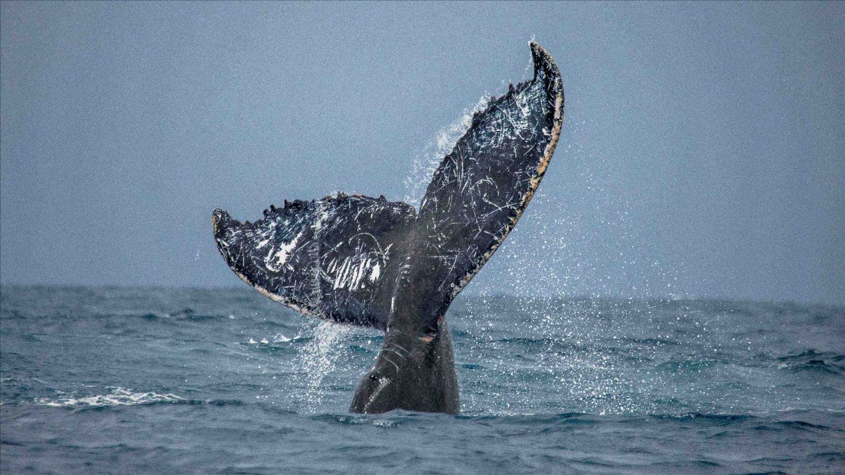 El nuevo catálogo de ballenas jorobadas del Canal de Beagle. (Foto: WCS).