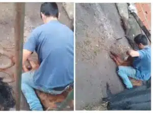 Captaron el momento en que el maltratador abusaba del perro