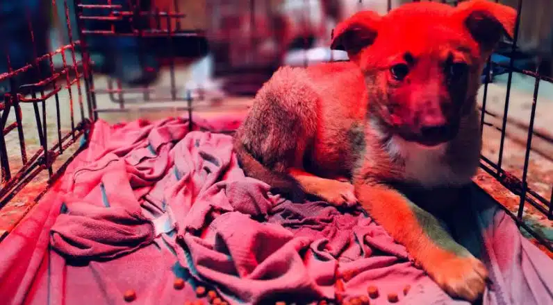 Así trabaja Animal Heroes. (Foto: Euronews).