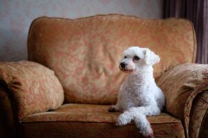 Caniche. Foto: Pixabay.