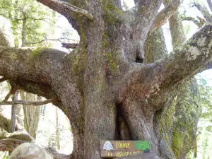 Coíhe centenário de Villa La Angostura. Conservação da Patagônia