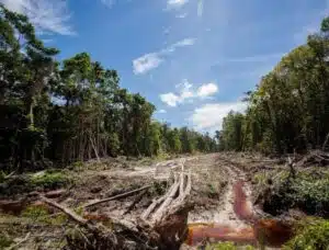 Deforestation for the construction of the highway