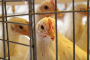 Gallina. Foto: Sinergia Animal.