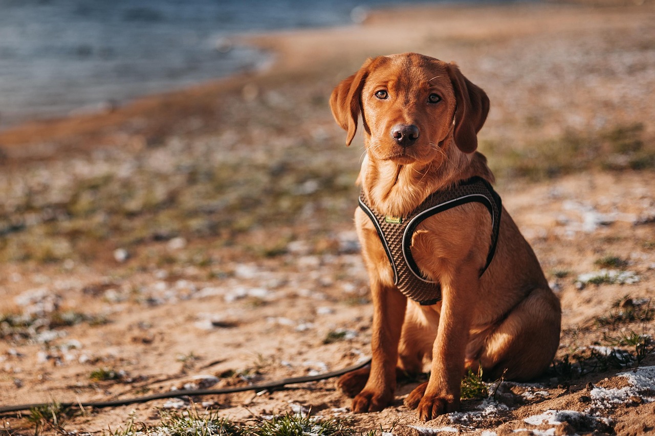 La obesidad en los animales se puede prevenir desde cachorros. Foto: Pixabay.