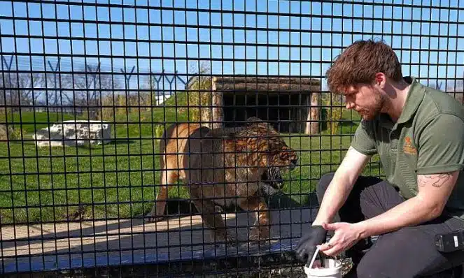 Trasladaron a cinco leones. (Foto: AP).