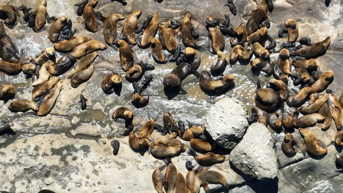 nacimientos de lobos marinos
