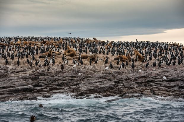 pingüinos