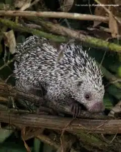 Pesquisadores descobrem uma nova espécie de ouriço. Foto: Colômbia.