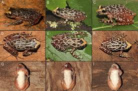 La especie nombrada Scinax fontanarrosai, Foto: ResearchGate.