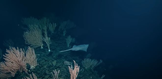 La raya blanca del PacÃfico. (Foto: captura video)