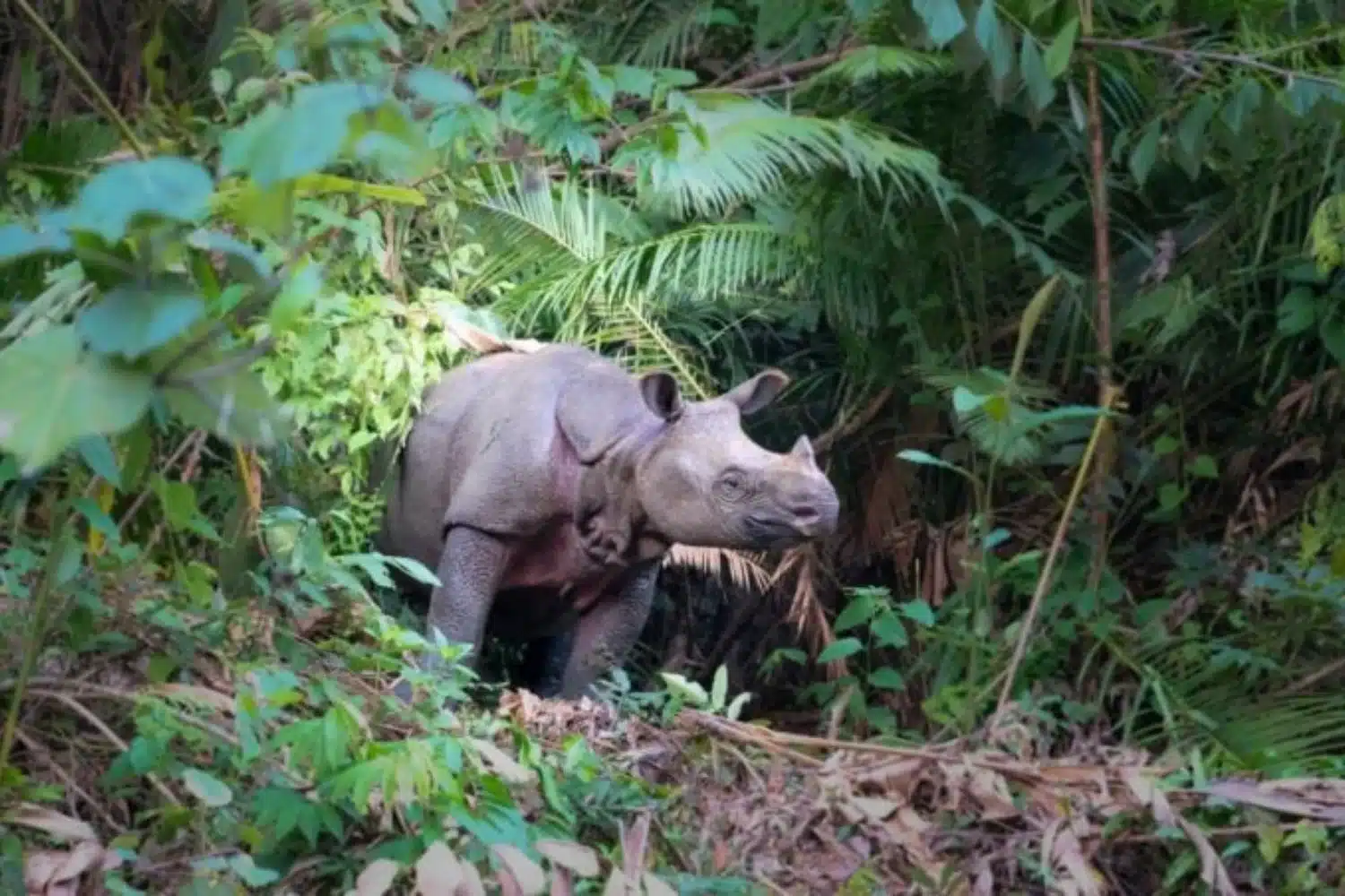 Javan rhinoceros. Photo: Gizmodo.