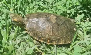 Tortuga pavo real. Foto: Wikipedia.