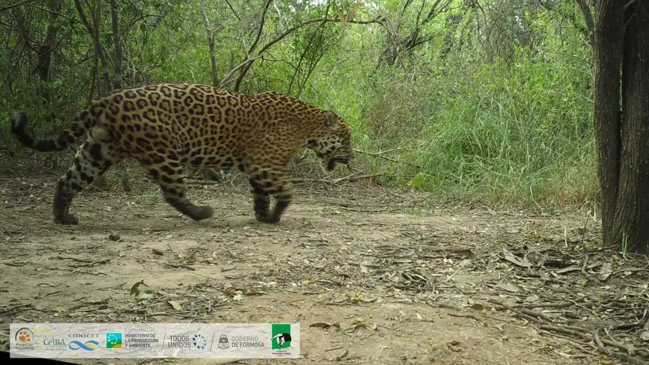 Nuevo yaguareté en Formosa. (Foto: Fundación Vida Silvestre).