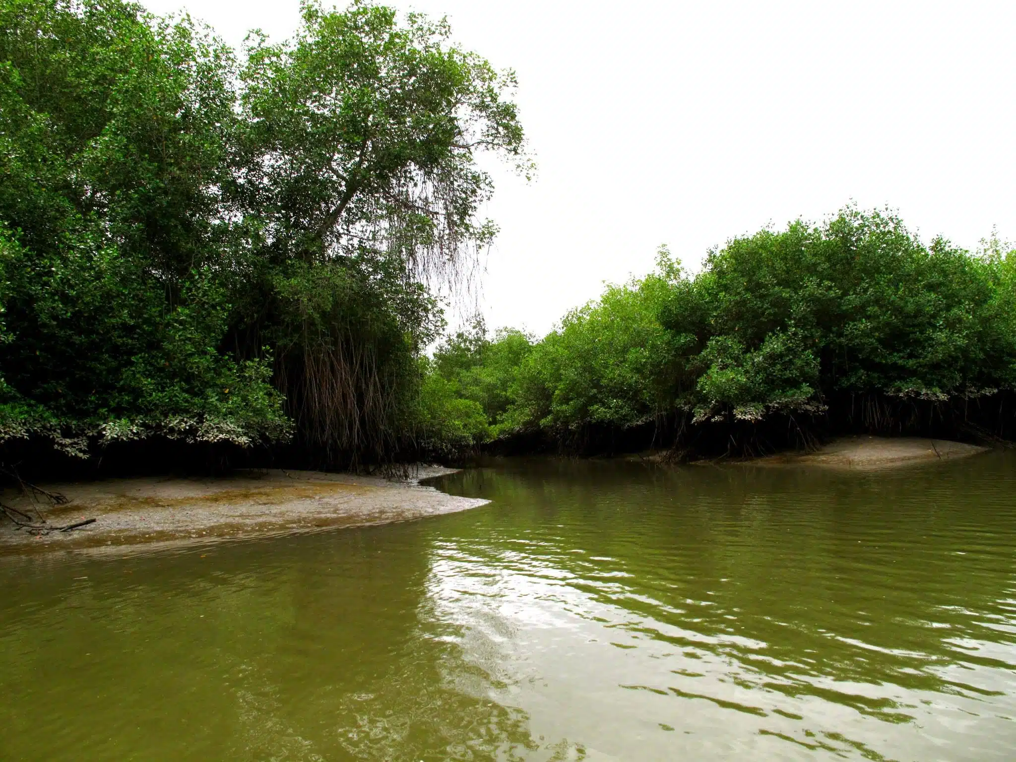 La Reserva Ecológica Manglares Churute. (Foto: Wikipedia).