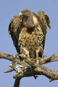 Rüppell's griffon vulture is threatened with extinction. Photo: Wikipedia.