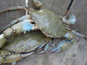 Si bien la presencia del cangrejo azul no es nueva, lo que si llama la atención es la frecuencia con la que aparece. Foto: Wikipedia.