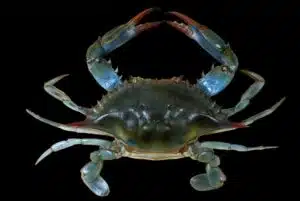 Cangrejo azul. Foto: Wikipedia.