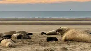 Los elefantes marinos se encuentran gravemente afectados por la gripe aviar. Foto: WCS Argentina.