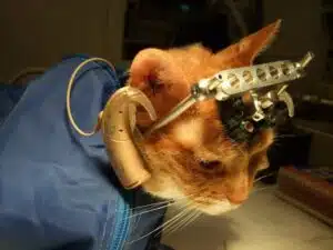 Experimentación con crueldad en animal de labotio