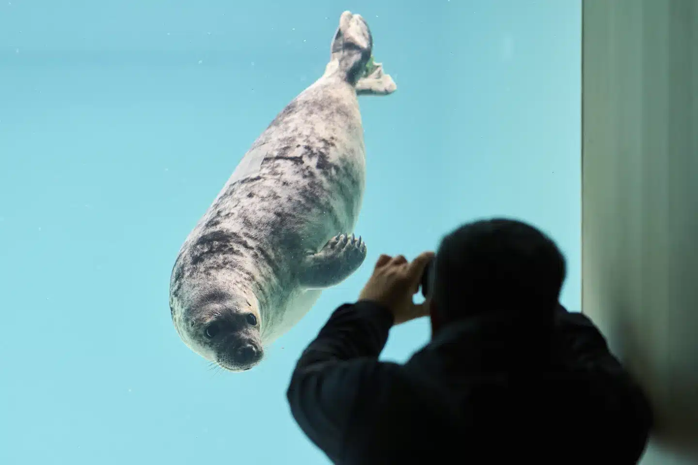 Witje, the orphan seal, recovering at the rescue center. Photo: AP.