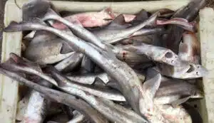Ejemplares de gatuzo en cajón de pesca. Crédito: Pablo Reyes - iNaturalist.
