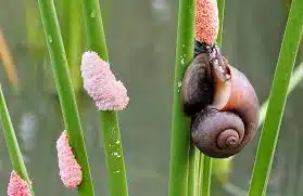 The apple snail and its eggs represent an environmental threat. Photo: Ecoticias.com.