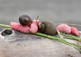 Apple snail. Photo: Tiempo.com.