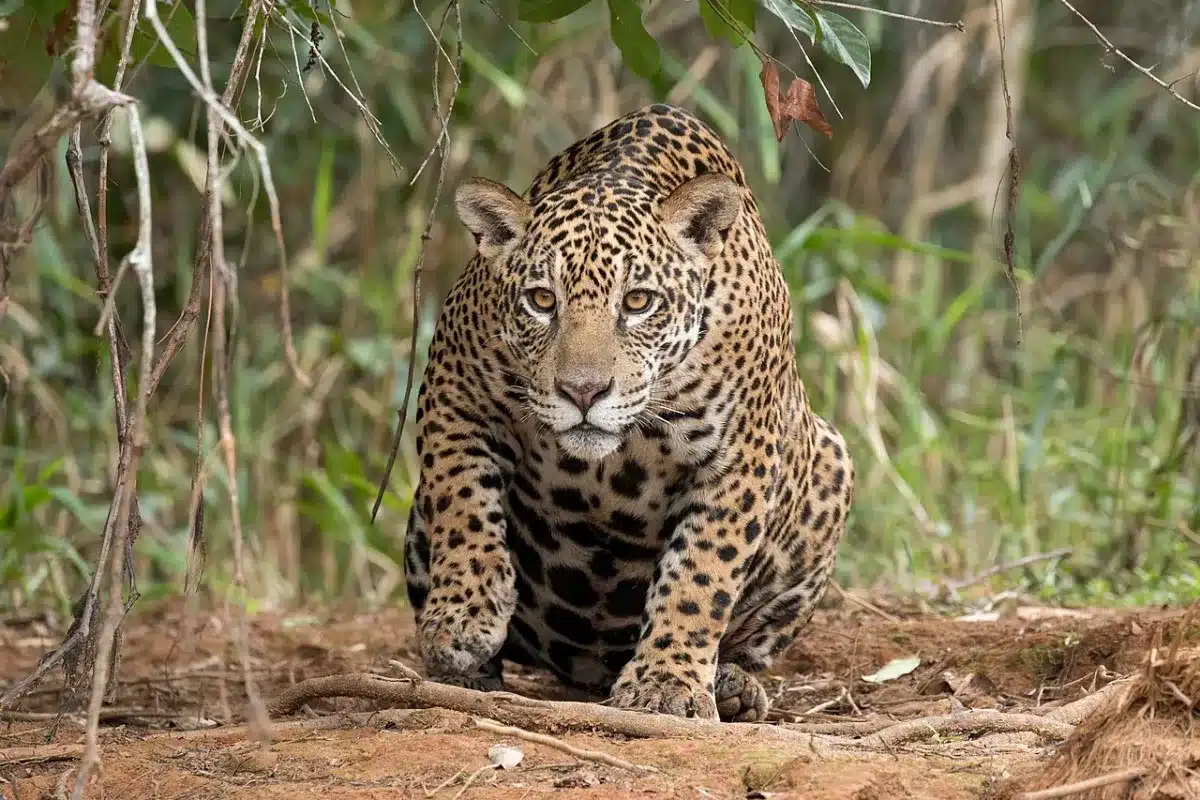 jaguar