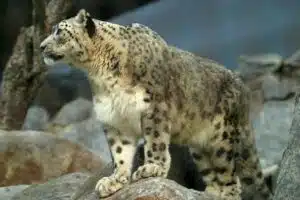 Leopardo de las nieves. Foto: Wikipedia.