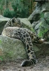 Leopardo de las nieves. Foto: Wikipedia.