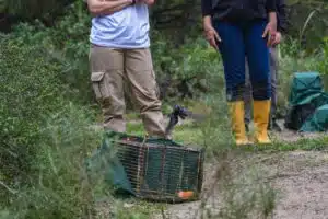 Liberación de aves nativas. Foto: Prensa, Sec. Estado de Ambiente y Desarrollo Sustentable.