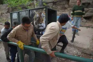El documental muestra como fue el traslado de la tigresa Lucy al santuario. Foto: Mendoza Gobierno.