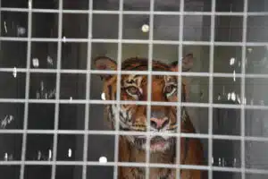 La tigresa Lucy era el único ejemplar que quedaba en el Ecoparque de Mendoza. Foto: Mendoza Gobierno.