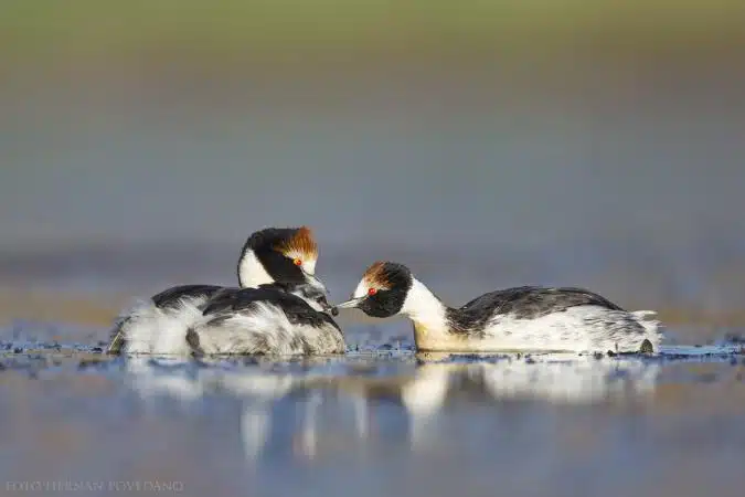 El Macá Tobiano está en peligro de extinción. (Foto: Hernán Povedano-Aves Argentinas).