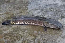 Preocupação pela presença do peixe-cabeça-de-serpente. Foto: iNaturalist Panamá.
