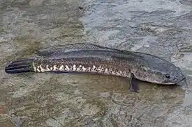 Preocupación por la presencia del pez cabeza de serpiente. Foto: iNaturalist Panamá.