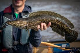Pez cabeza de serpiente. Foto: Wired.
