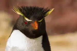 Pinguinos una especie carismática