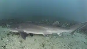 Tiburón gatopardo